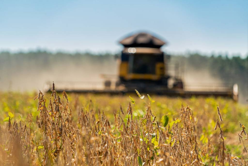 Bunge comprou soja dos maiores desmatadores do Cerrado, diz relatório