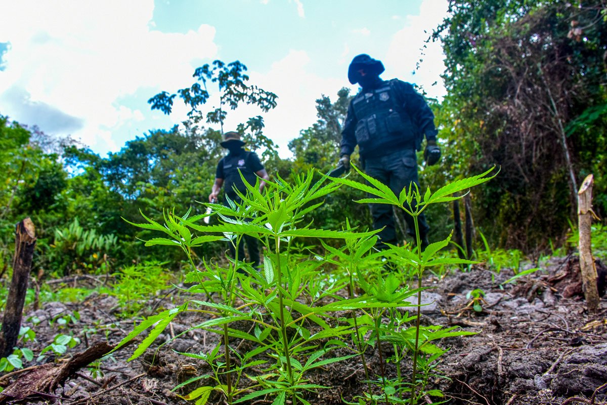 Maconha no Brasil: Descriminalização do porte pode ser realidade após longa proibição