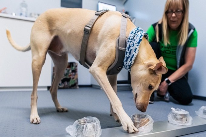 Aeroporto usa cachorros para identificar viajantes com covid-19