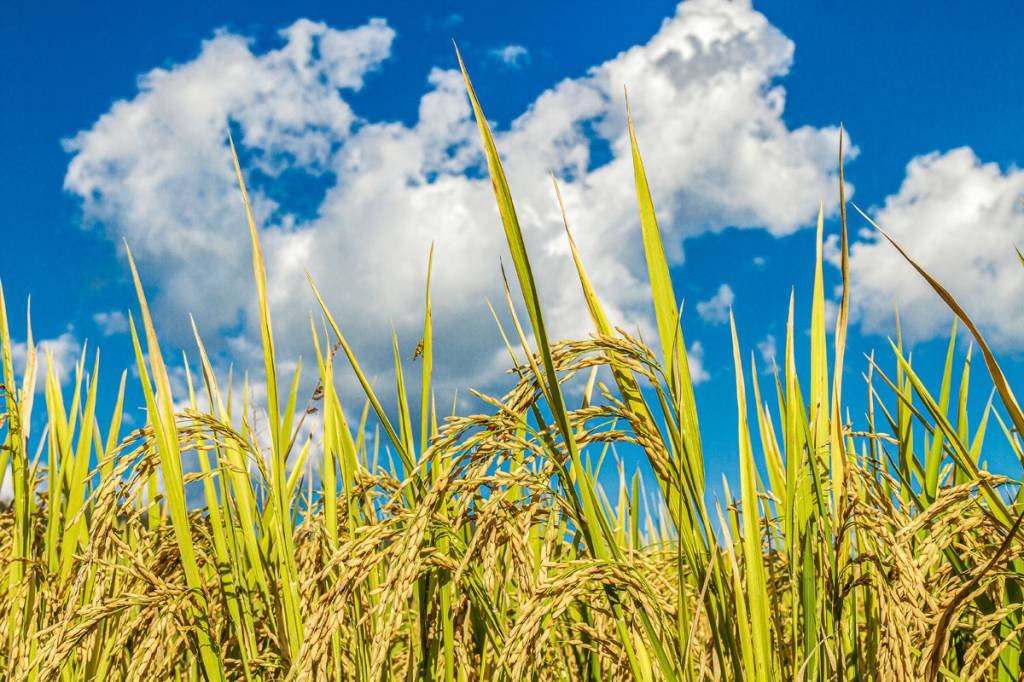 Produção de arroz deve crescer 2,3% e ser de 10,5 milhões de t em 2024, diz IBGE