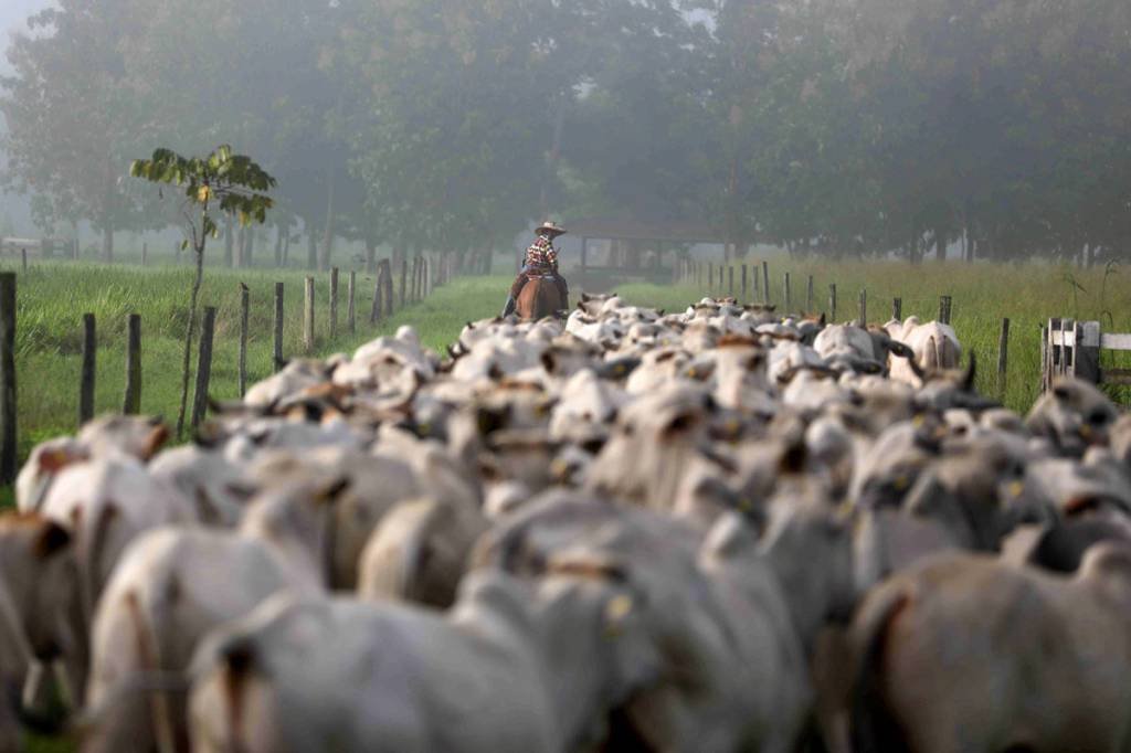 Criação de gado na cidade de Tailândia, no estado do Pará (Pilar Olivares/Reuters)