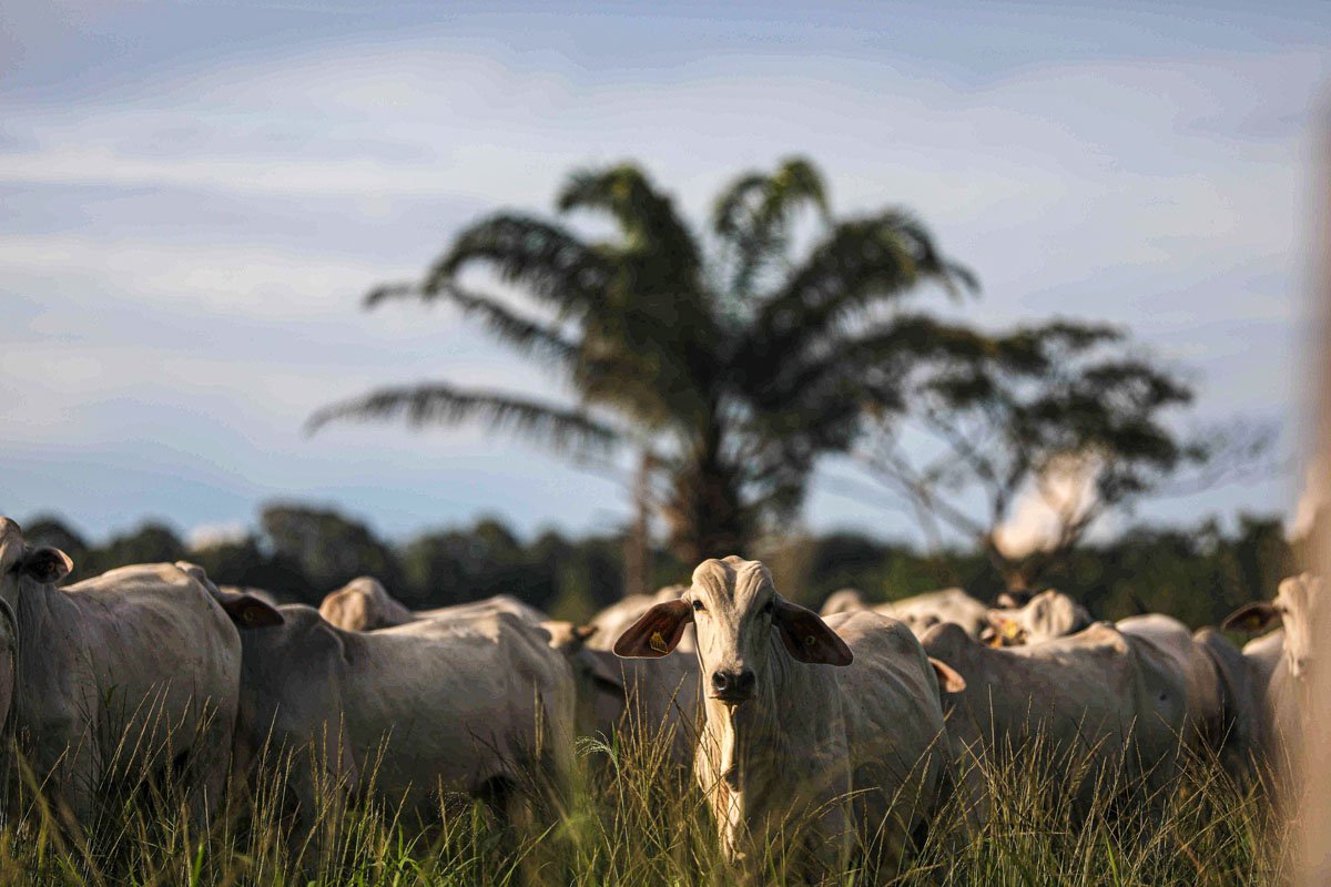 Quais são as redes de supermercado com melhor controle de qualidade ambiental da carne?