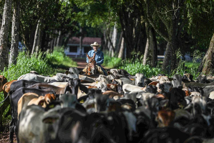 Dia do Pecuarista: 1,3 milhão de profissionais de pequeno a grande porte no Brasil (Pilar Olivares/Reuters)