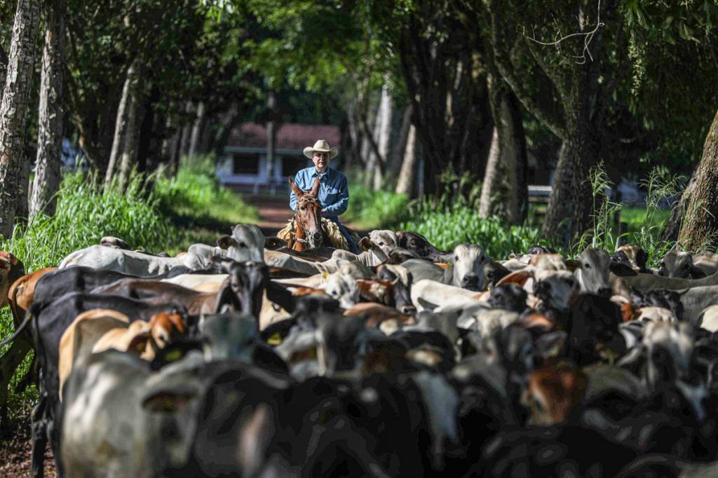 Mais de 1,3 milhão de pecuaristas colocam o Brasil na liderança das exportações de carne