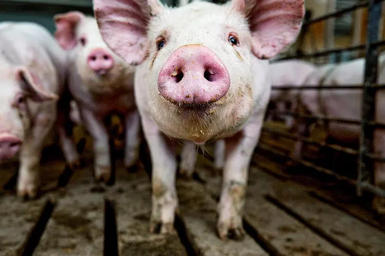 Porcos: o Brasil suspendeu as compras de carne suína in natura e processada da Alemanha (Daniel Acker/Bloomberg)