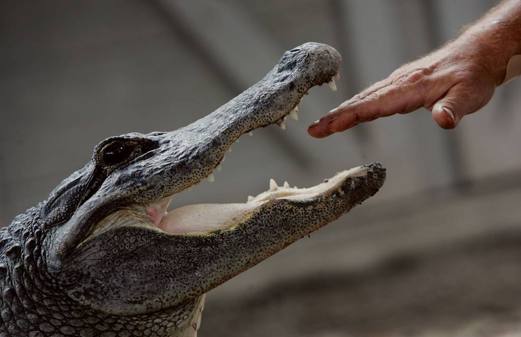 Crocodilo: efeito da pandemia pode ser um aumento generalizado da desigualdade (Joe Raedle/Getty Images)