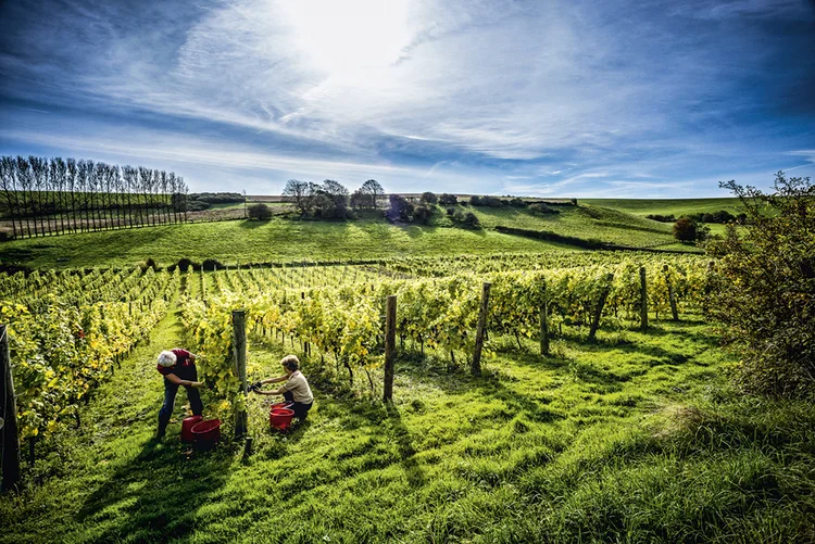 East Sussex, Inglaterra: o sul do país tem recebido cada vez mais produtores da região francesa de Champagne (Alamy/Fotoarena)