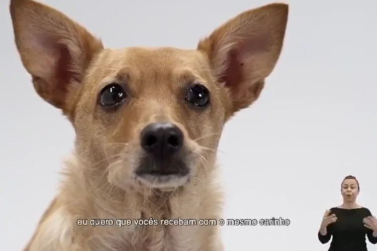 Vira-lata caramelo no vídeo publicado no perfil oficial do Banco Central no Facebook, o vira-latas agradece os pedidos, mas diz que é hora do lobo-guará brilhar. (Banco Central/Reprodução)