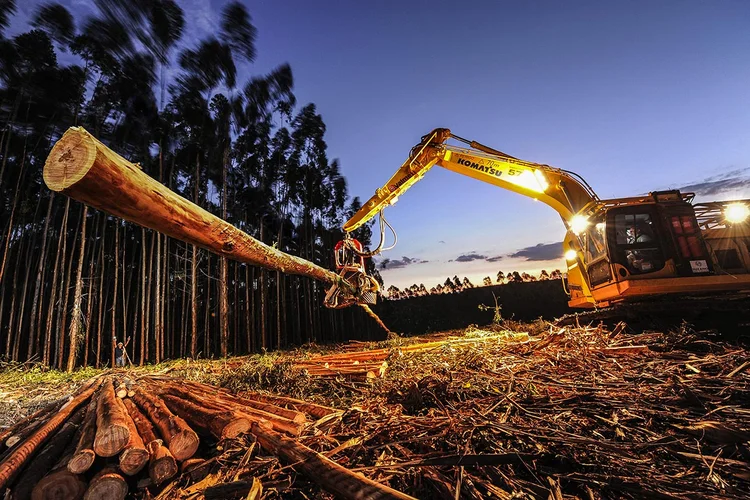 Suzano: empresa quer tornar a cadeia produtiva mais "limpa" (Germano Lüders/Exame)