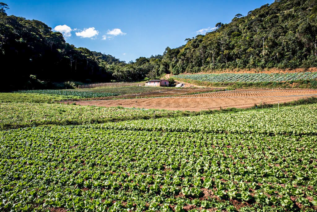 Agropecuária cresce 0,4% e sai ilesa do desastre econômico do 2º trim.