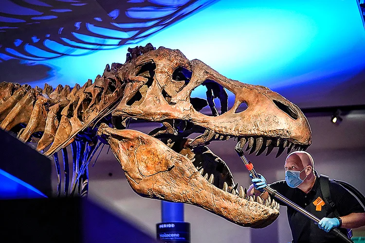 T-rex: dinossauro será leiloado nos Estados Unidos (Owen Humphreys - PA Images / Colaborador/Getty Images)