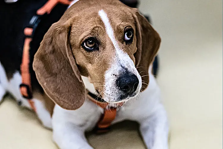 Cão da raça beagle consegue farejar a Covid-19 (Peter Steffen/picture alliance/Getty Images)