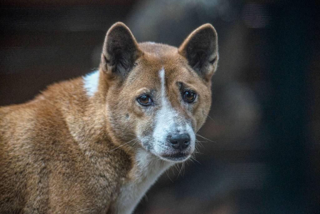 Tido como extinto há 50 anos, cão cantor é visto em floresta da Indonésia