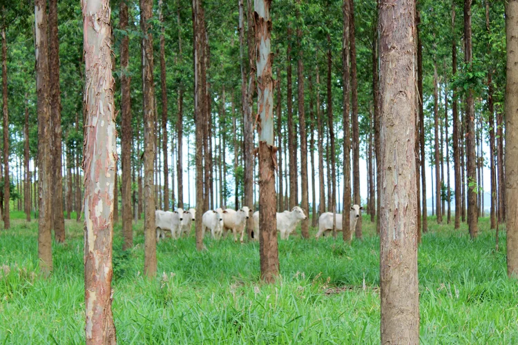 O desafio do agronegócio é que simplesmente mostrar a origem geográfica do produto não é o único ponto importante agora - ou não é mais suficiente (Kadijah Suleiman/Embrapa Gado do MS/Divulgação)