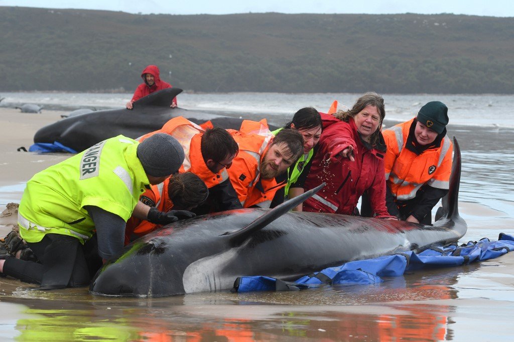 Voluntários tentam salvar centenas de baleias encalhadas na Austrália