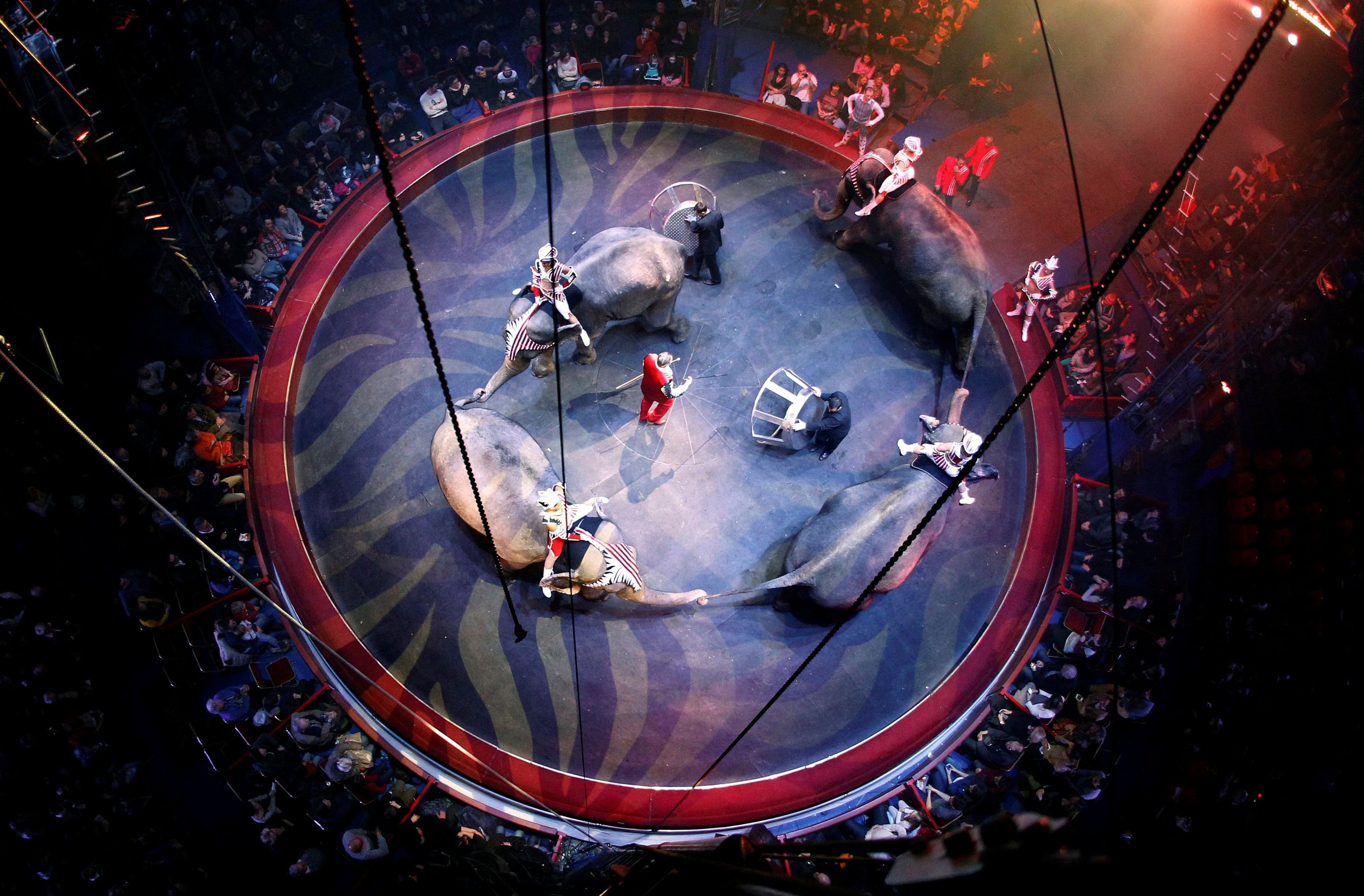 França vai proibir animais selvagens em circos itinerantes