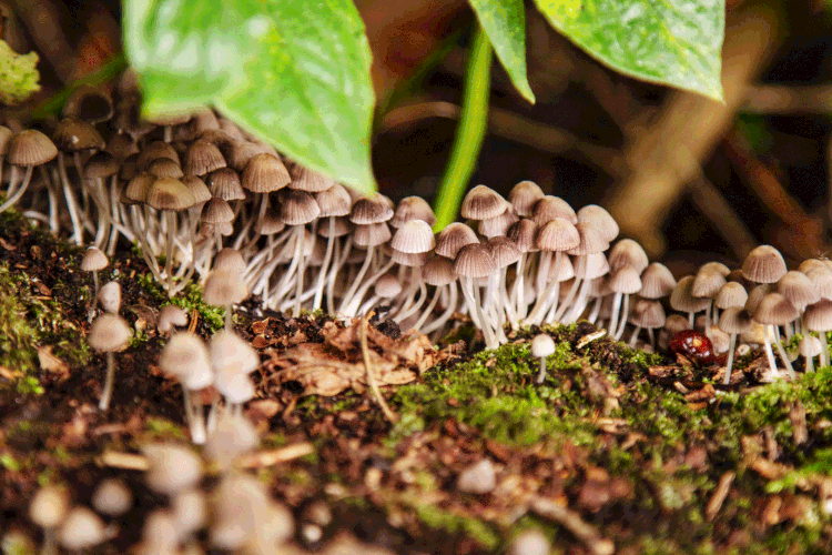 Cogumelos (Apostoli Rossella/Getty Images)