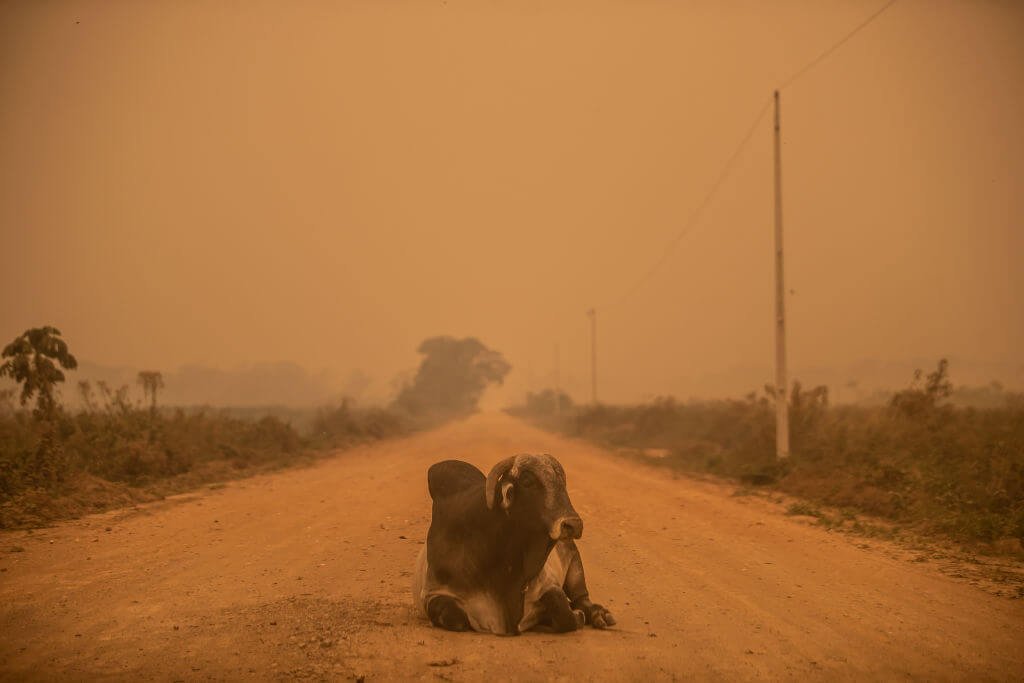 As queimadas já consumiram cerca de 25% da área do Pantanal (Getty Images/Bloomberg / Colaborador)