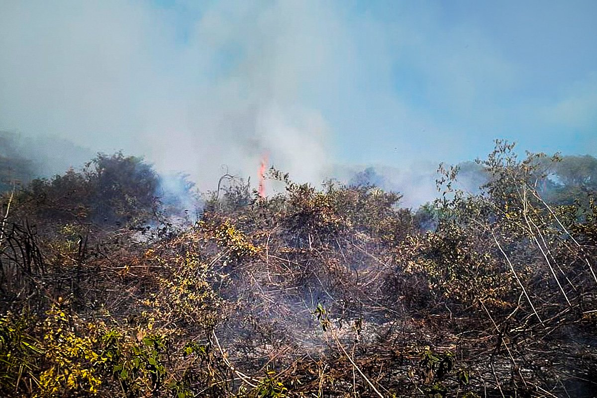 Pantanal tem 12% da área devastada e situação pode ser irreversível