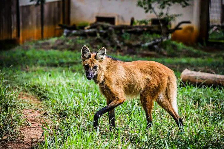 O lobo-guará é uma espécie ameaçada. Existem cerca de 17 mil indivíduos, a maioria no Brasil, mas também na Argentina, no Uruguai e no Paraguai (Marcella Lasneaux / Zoo de Brasília/Agência Brasil)