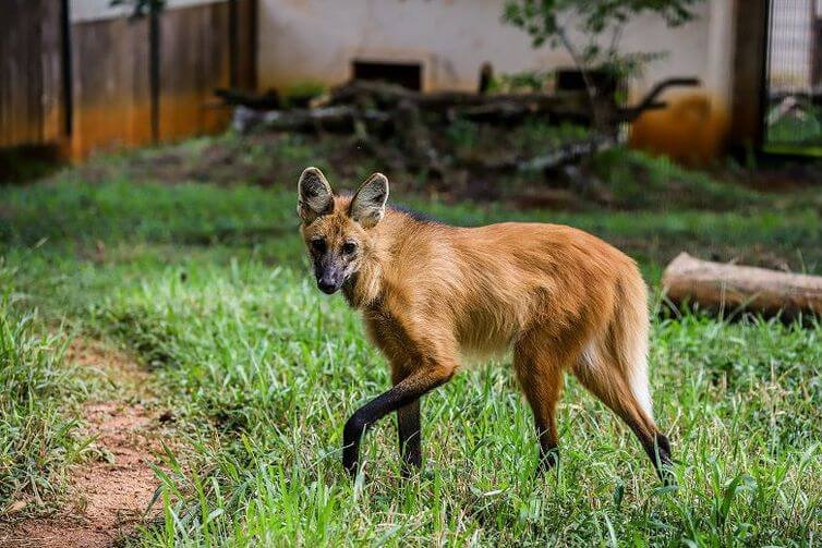 lobo-guara