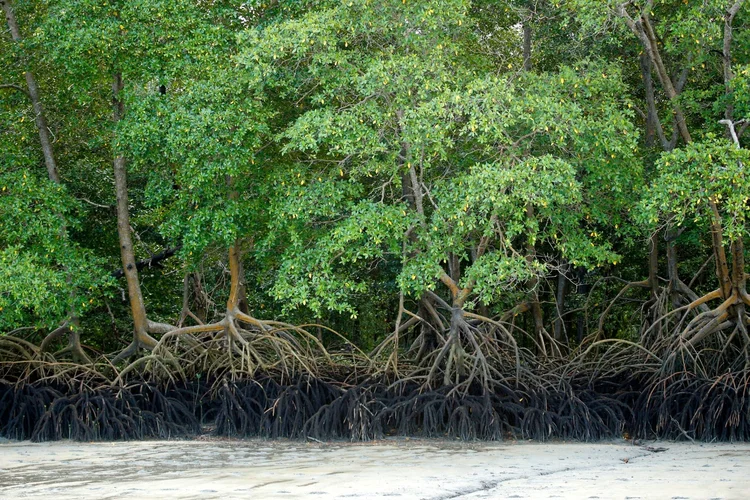 Mangues são refúgios de várias espécies e local de subsistência de muitas famílias. (Ricardo Lima/Getty Images)