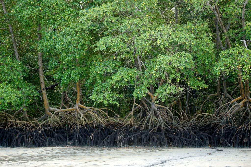 Salles aprova extinção de regras que protegiam manguezais e restingas