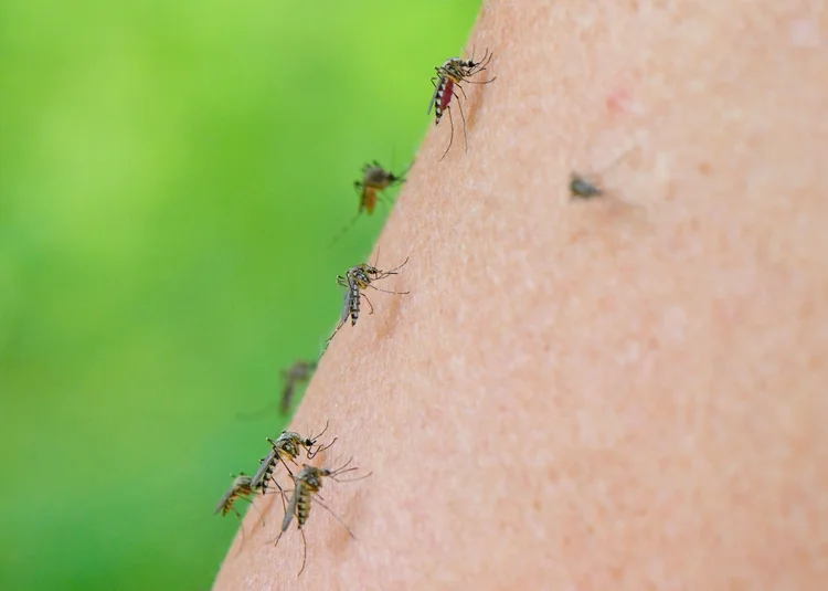 Mosquitos: em São Paulo, moradores pedem providências da prefeitura.  (Patrick Pleul/Getty Images)