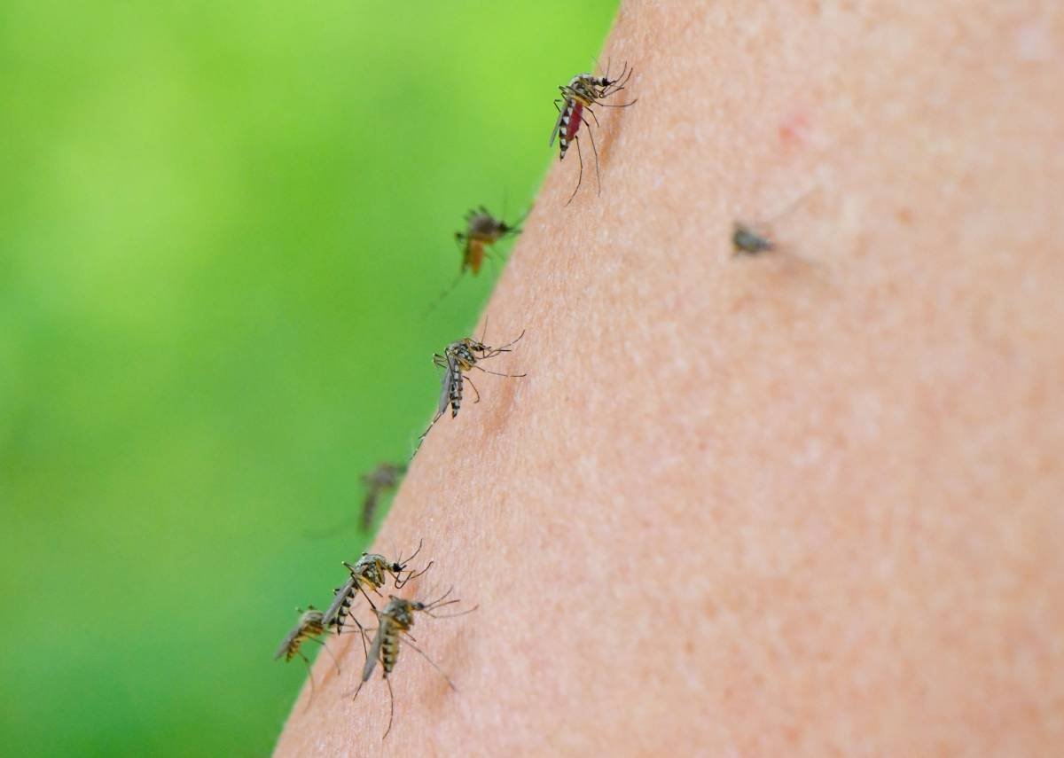 Pernilongo gigante: veja como acabar com infestações e se proteger do inseto  - NSC Total