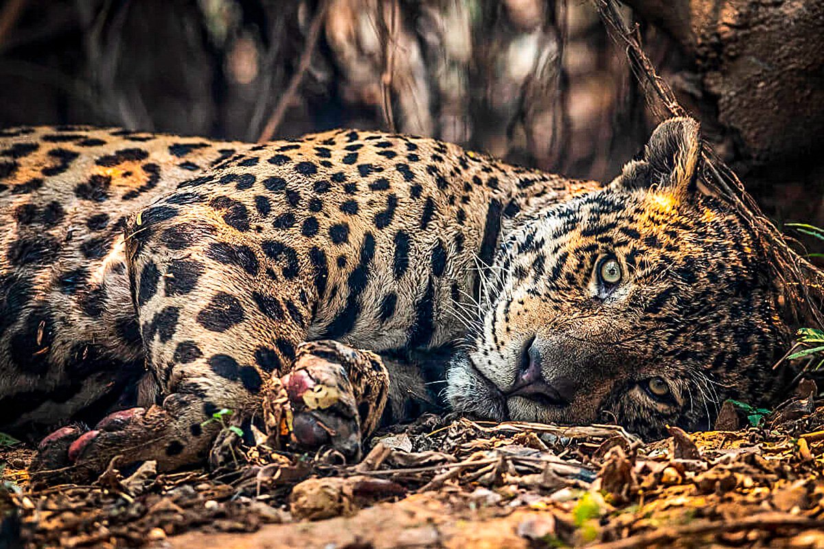 Queimadas no Pantanal: fogo atinge últimos redutos de onças-pintadas