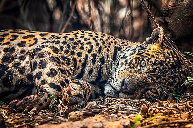 Queimadas no Pantanal: voluntários tentam resgatar animais feridos (Bloomberg / Colaborador/Getty Images)