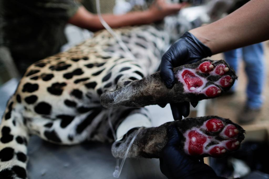 Onça-pintada ferida em queimadas no Pantanal é tratada com células-tronco