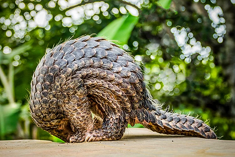 Pangolim em floresta na Ásia: chineses acreditam que as escamas do animal, um dos mais caçados do mundo, podem curar dores (Getty Images/Getty Images)