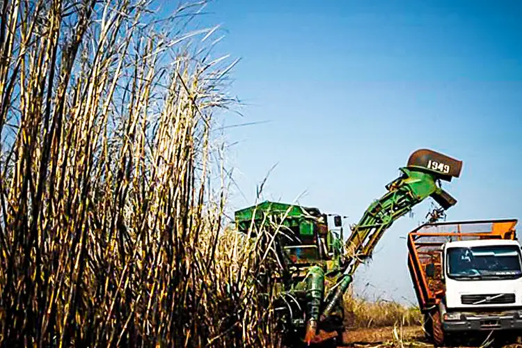 Colheita da cana-de-açúcar: Para dar certo e garantir competitividade ao setor de commodities, a transformação digital da logística precisa nos conduzir a uma revolução nas estradas (Rodolfo Buhrer/La Imagem/Reuters/Reuters)