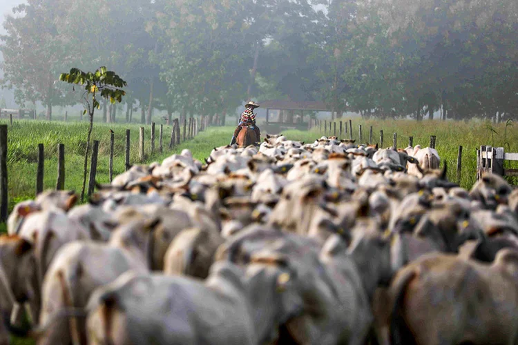 O Radar Verde é o  primeiro indicador que mostra aos consumidores, investidores e grandes compradores quais frigoríficos e supermercados têm maior controle e transparência sobre sua cadeia (Pilar Olivares/Reuters)