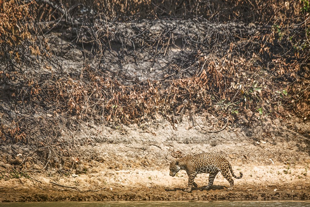 Esqueletos de animais queimados no Pantanal vão para Museu Nacional