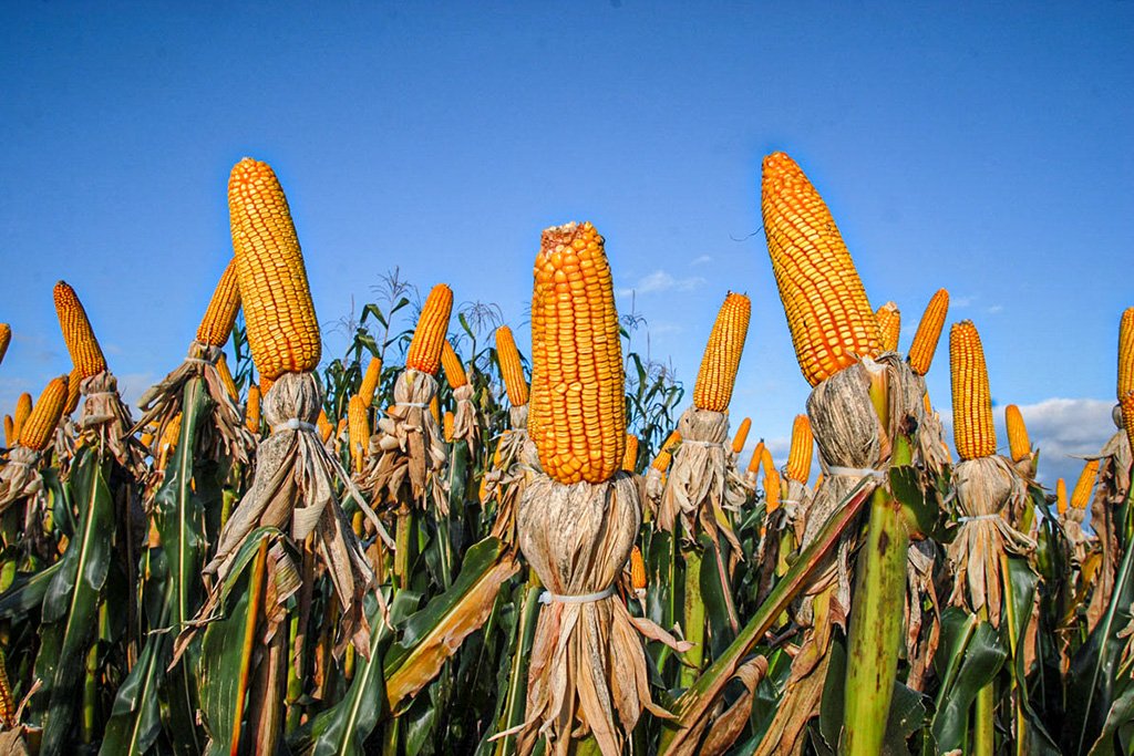 Alto custo do milho faz Brasil ver o trigo como substituto na ração animal