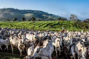 Imagem referente à matéria: Exportação de carne bovina do Brasil para EUA deve continuar em queda em setembro, diz Abiec