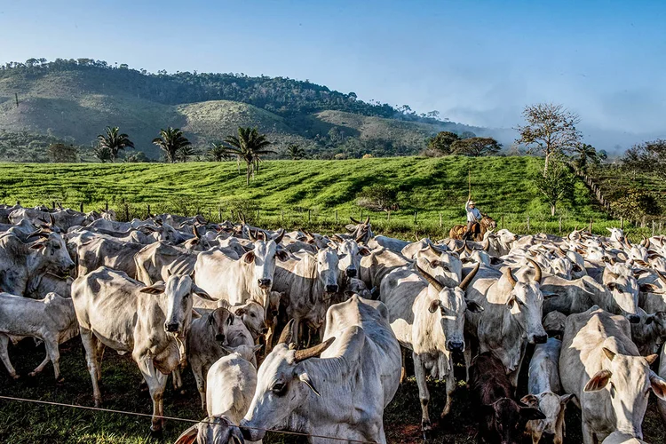 Rebanho na Fazenda Santa Izabel, em São Félix do Xingu, no Pará: pecuaristas da Europa temem concorrência sul-americana (Germano Lüders/Exame)