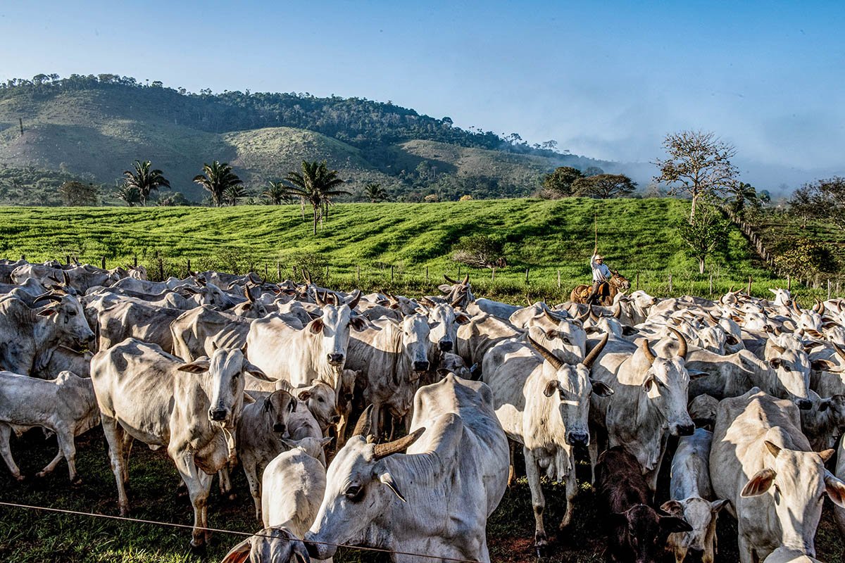 MT possui o maior rebanho bovino do país pelo sexto ano