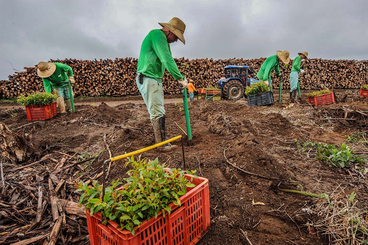 Suzano (SUZB3) supera expectativas e tem lucro de R$ 3,24 bi no 3º trimestre