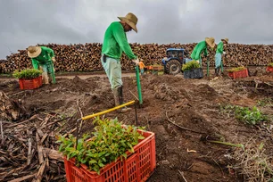 Imagem referente à matéria: Suzano (SUZB3) supera expectativas e tem lucro de R$ 3,24 bi no 3º trimestre