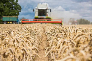 Imagem referente à matéria: Argentina pode colher 21 milhões de toneladas de trigo em 2024/25; entenda como isso afeta o Brasil