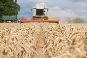 Imagem referente à matéria: Corte de imposto sobre trigo teria pouco impacto no preço dos alimentos, avalia especialista