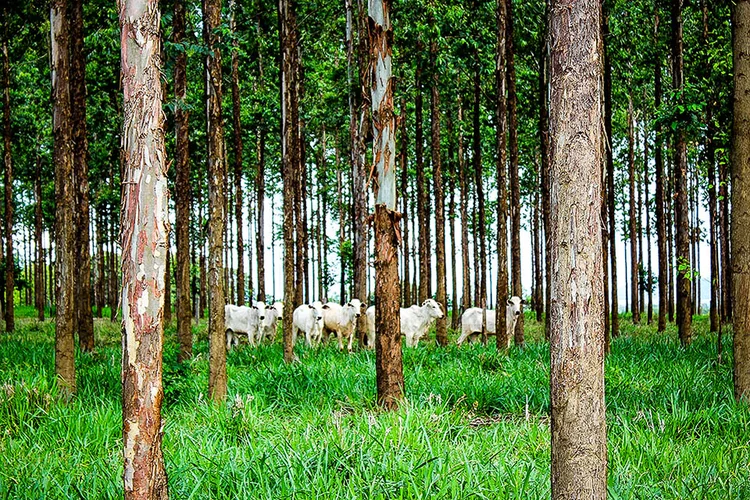 Governo espera que o programa Floresta+ Carbono movimente 1 bilhão de reais por ano. Os maiores beneficiados serão proprietários de terras virgens, que conservam a maior parte da floresta nativa (Kadijah Suleiman/Embrapa Gado do MS/Divulgação)