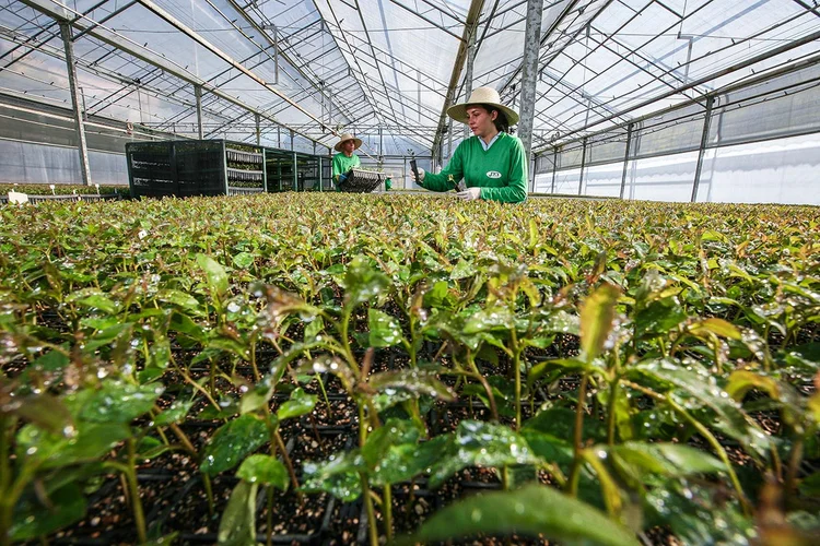 Suzano: empresa quer criar "corredores ecológicos" para conectar fragmentos de florestas (Lia Lubambo/Exame)