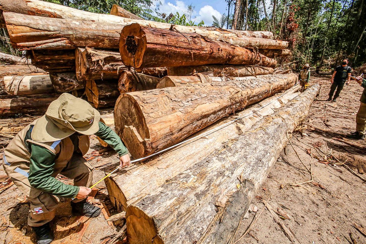 Bolsonaro diz que revelará países que compram madeira ilegal da Amazônia