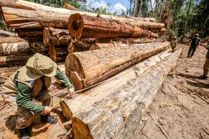 Trump impõe tarifas de até 25% sobre móveis e produtos de madeira importados