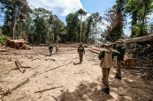 Crédito de carbono: empresas multadas pelo IBAMA faturam US$ 15 Mi na Amazônia