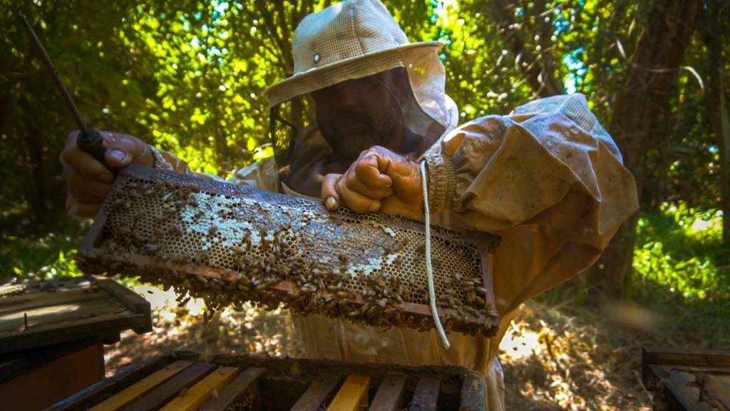 Na Amazônia, abelhas nativas são alternativa para geração de renda